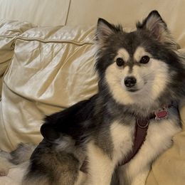 Pomskies from waxhaw pomskys