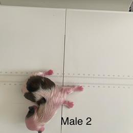Boy 2 - White male Lhasa Apso puppy in Florence, Kentucky from Ky Ritz Lhasa’s.  formerly (Karen‘a Lhasa Apsos)