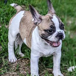 Seven - Blue fawn French Bulldog puppy in Mesquite, Texas from G & K Frenchies LLC