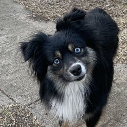 Remi - Toy Australian Shepherd