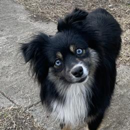 Remi - Toy Australian Shepherd