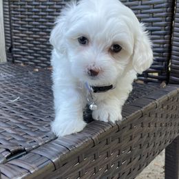 Havanese Puppies from Happy Havanese NJ