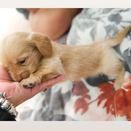 Dachshund Puppies from Purpleheartdoxies