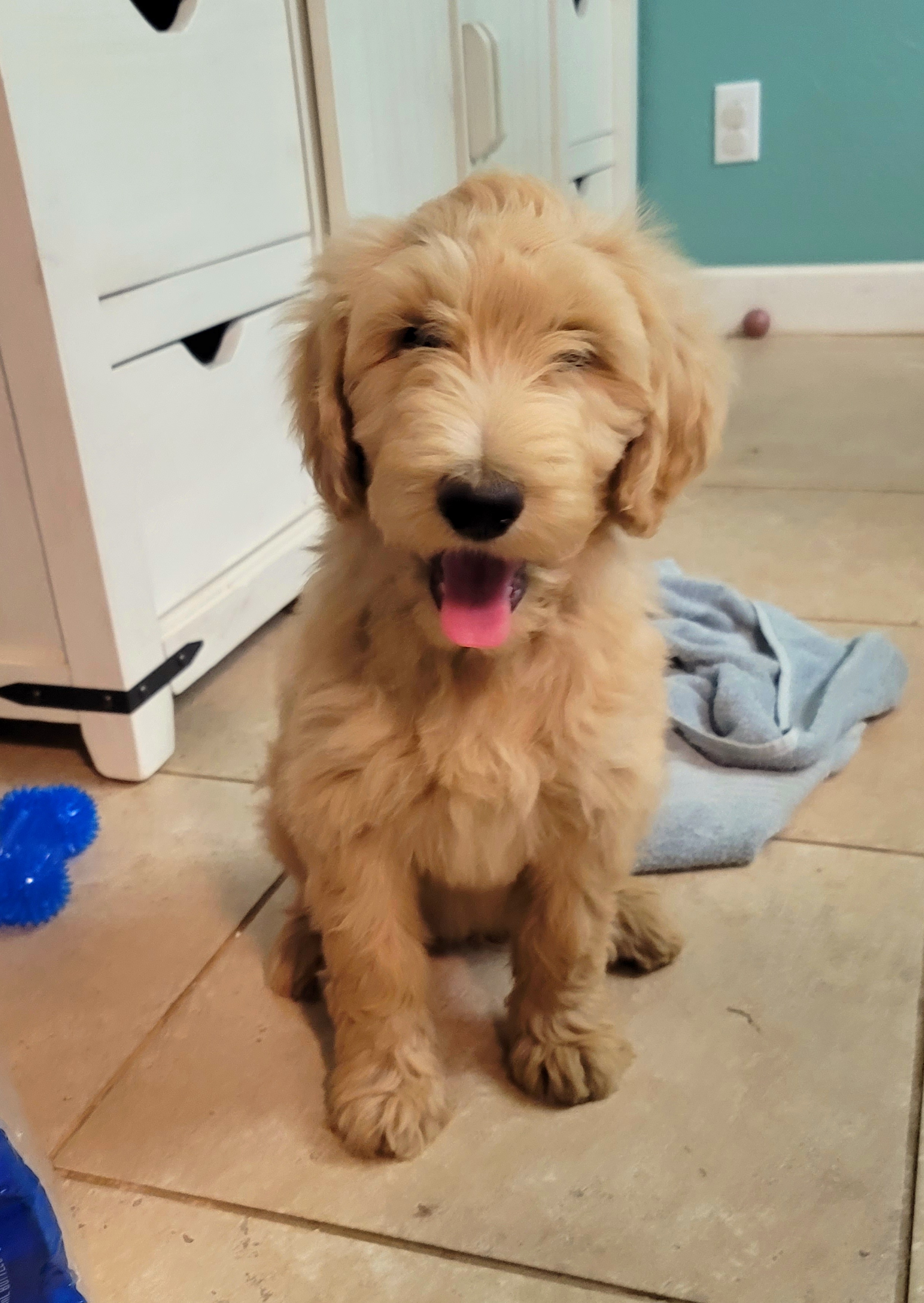 Cash - Apricot Labradoodle puppy in Mckenzie, Tennessee from Small Town Doodles & Poodles
