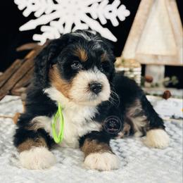 Green boy. - Tri-color male Bernedoodle puppy in Waukesha, Wisconsin from Bernedoodle Boutique (and Cavapoos)