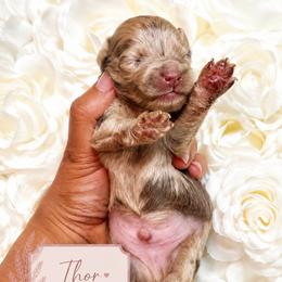 Thor - Merle male Cockapoo puppy in Otisville, Michigan from Danie’s Darling Doodles LLC