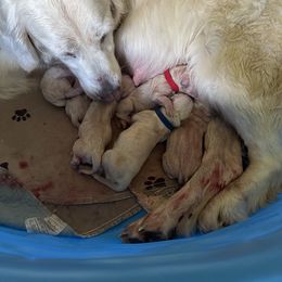 Golden Retriever Puppies from Avalon English Retrievers