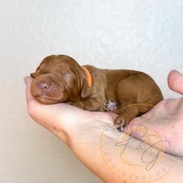 Cheddar - Red  male Goldendoodle puppy in Murrieta, California from Apricot Poodles & Goldendoodles, LLC