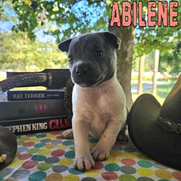 Abilene - White and blue female Rat Terrier puppy in Lynn, Alabama from Cryptic Rat Terriers