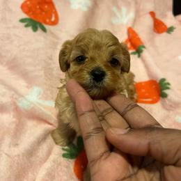 Brittany 2500 - Sable female Yorkipoo puppy in Gastonia, North Carolina from dynasty kennel