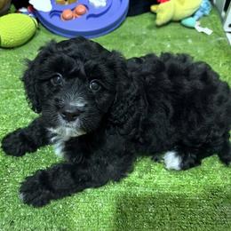 Beau - Black male Cavapoo puppy in Bourne, Massachusetts from Shih Tzu Pups