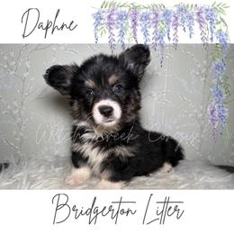 Daphne- Fluffy - Black and white female American Corgi puppy in Greenwood, Indiana from Witch Creek Corgis