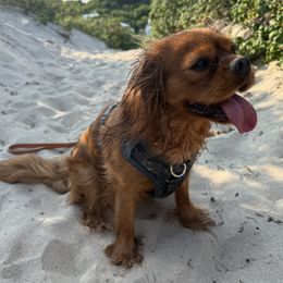 Cavalier King Charles Spaniel puppies from Melissa's East End Cavaliers