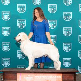 Legend - Golden Retriever