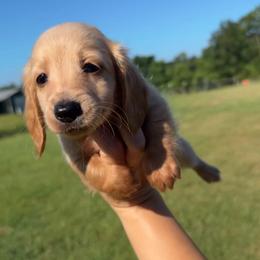 DRM2 cream or red - Cream male Dachshund puppy in Carthage, Texas from Rafter C Ranch Doxies