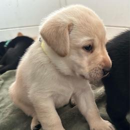 Diamond - Yellow male Labrador Retriever puppy in Rock Hill, South Carolina from North Star Retrievers
