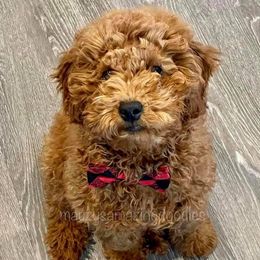 Goldendoodles from Mauzy's Amazing Doodles