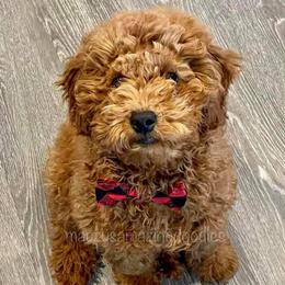 Goldendoodles from Mauzy's Amazing Doodles