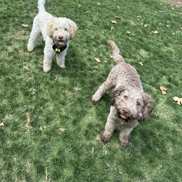 Lagotto Romagnolo Puppies from Lagotti di Mesilla