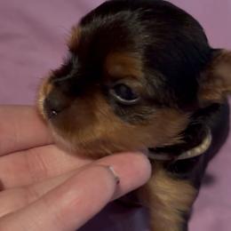 Charlotte - Black and tan female Yorkshire Terrier puppy in Wagoner, Oklahoma from Rosenthal Yorkies