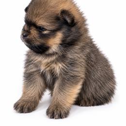 Teddy - Orange sable male Pomeranian puppy in Big Pine Key, Florida from Kaleys Poms