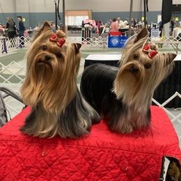 Yorkshire Terriers from Tink-R-Toy Yorkies