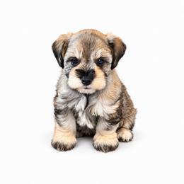 Twilla - Salt and pepper female Miniature Schnauzer puppy in Daisetta, Texas from Winfree’s Schnauzers