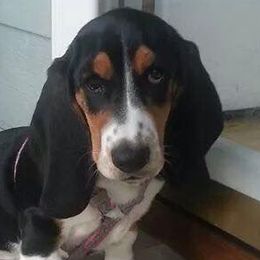 Basset Hounds from Beckstrom’s Family Bassets