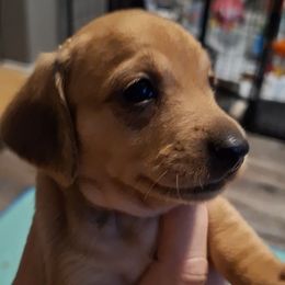 Girl 1 - Cream female Dachshund puppy in Gordon, Georgia from Long Dogs Yellow Farm