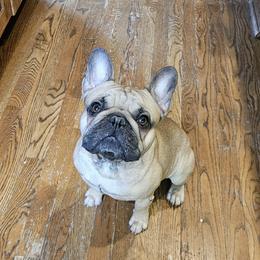 French Bulldog Puppies from Simply Kind Frenchies