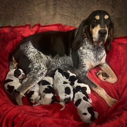 Bluetick Coonhounds and Dachshunds from Topnotch Hound LLC