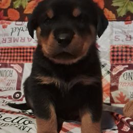 Boy 4 - Black and mahogany male Rottweiler puppy in De Witt, Iowa from Irish Eyes Kennels