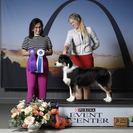 Vegas - Australian Shepherd