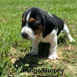Indigo - Black white and tan male Beagle puppy in Rogersville, Missouri from Hales Little Beagle Haven