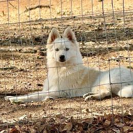 Blanch - Pomsky