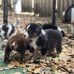 Rocky AKC - Black tri-color male Australian Shepherd puppy in Orlando, Florida from Skaky Shepherds