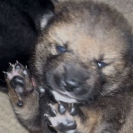 Mochi - Sesame - UKC - Sesame female Shiba Inu puppy in Clewiston, Florida from Animal Farm Shiba Inus & Mameshibas
