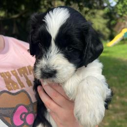 Mycelia - Parti female Goldendoodle puppy in Lancaster, Pennsylvania from Doodles in the Skye