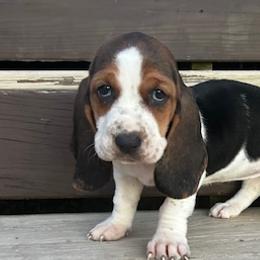 Basset Hounds and Beagles from C & L Beagles and Bassets
