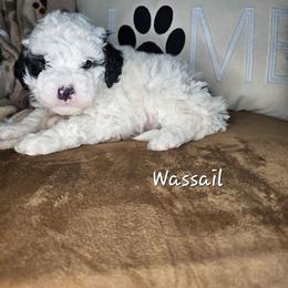 Wassail - Black and white female Bernedoodle puppy in Fort White, Florida from Jade