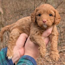 Lily - Red female Cavapoo puppy in Coshocton, Ohio from Forever Family Puppies