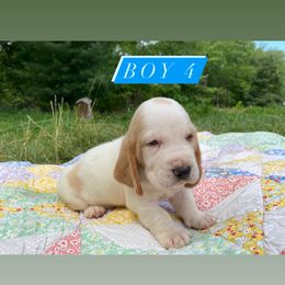 SOLD - Basset Hound puppy in New York from Lil Family Farm