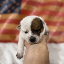 Star - Red speckled female Australian Cattle Dog puppy in Lynd, Minnesota from Diamond Falls Cattle Dogs