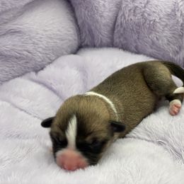 Whatchmacallit - Red Pembroke Welsh Corgi puppy in Snellville, Georgia from Laur's Classic Corgis