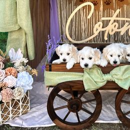 Cotons de Tulear from Lavender Fields Cotons