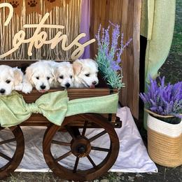 Cotons de Tulear from Lavender Fields Cotons