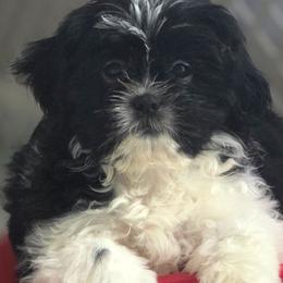 Boy Two - Black and white male Shih Tzu puppy in New Bern, North Carolina from Kuddly Creatures