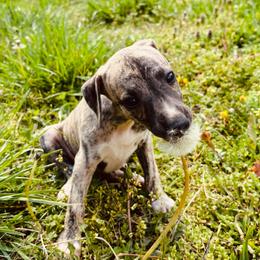 Ruth - Fawn brindle female Whippet puppy in Kingston, Tennessee from Smithfield Park