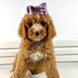 Haiti - Red female Bernedoodle puppy in Casa Grande, Arizona from AzDoodle Dandies