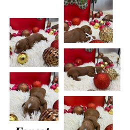 Forest - Red  male Goldendoodle puppy in Wayland, New York from Loris Pampered Pooches💕